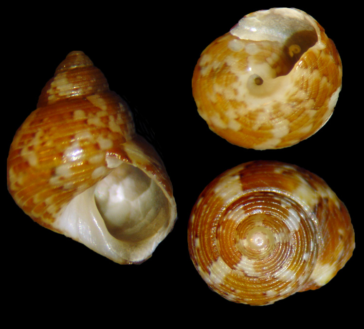 Gibbula turbinoides